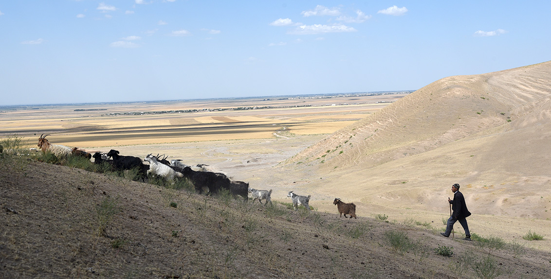 Mr. Rustam Abdusattorov, a livestock farmer in Jizzakh Region, Uzbekistan, struggles to provide enough fodder for his flock and has to purchase feed in the market.