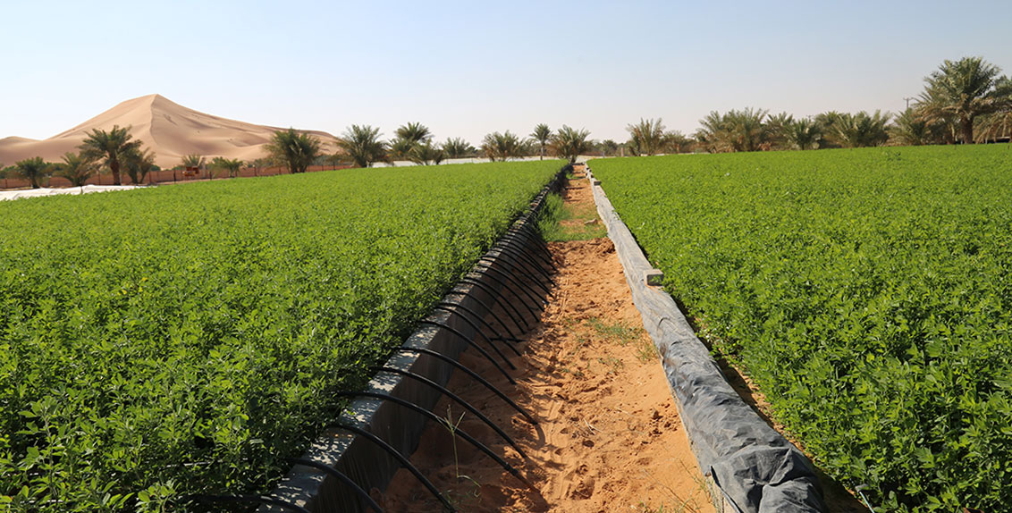 كما تنفذ دولة الإمارات عدداً من الإجراءات والسياسات والاستراتيجيات لضمان استمرارية توفير الإمدادات الغذائية وتدفقها من الخارج، فضلاً عن التوسع في الإنتاج الغذائي محلياً.