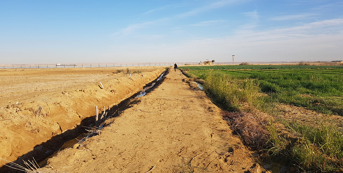 The effect of reclamation efforts is clearly seen in Suez, Egypt (a reclaimed salt-affected land plot is shown on the right, and a non-reclaimed salt-affected land plot on the left; both plots share the same soil properties).