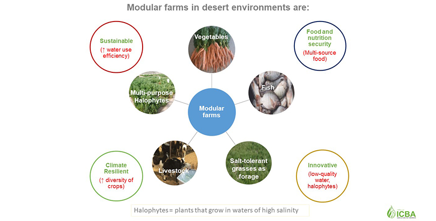 Modular farming approaches focus on exploiting reject brine for fish farming and production of halophytes (salt-loving plants) on inland farms, and seawater and aquaculture effluents for cultivation of halophytes in coastal desert areas, bringing into production degraded or barren lands with economic benefits for local communities.
