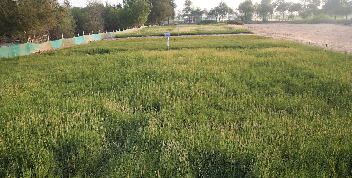 One way that has been proven to hold a lot of promise is cultivation of halophytic, or salt-loving, plants. Published recently in Crop & Pasture Science, a three-year study by a team of scientists at ICBA suggests that halophytic grasses, for example, can be a good option for forage production and rehabilitation of salt-affected lands in the UAE. What is more, they produce higher yields than some traditional grasses like Rhodes grass (Chloris gayana).