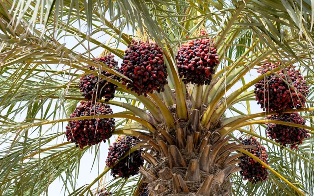 Published in Frontiers in Sustainable Food Systems, an open-access peer-reviewed journal with an impact factor of 4.7, the study provides fresh insights into the correlation between salinity and varietal response by date palm. The findings offer considerable promise for more sustainable water management in date production in arid ecosystems.