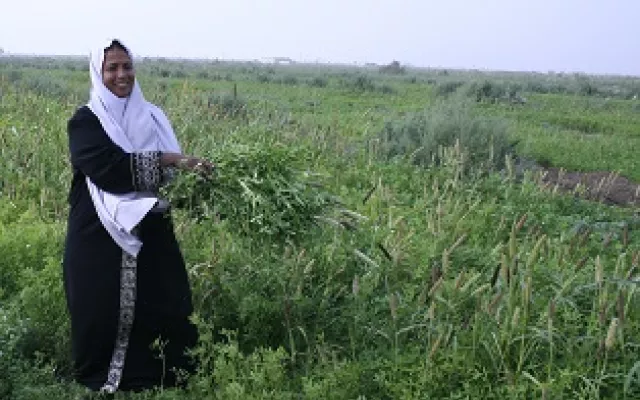 Helping small-scale farmers in West Asia, North Africa produce and earn more