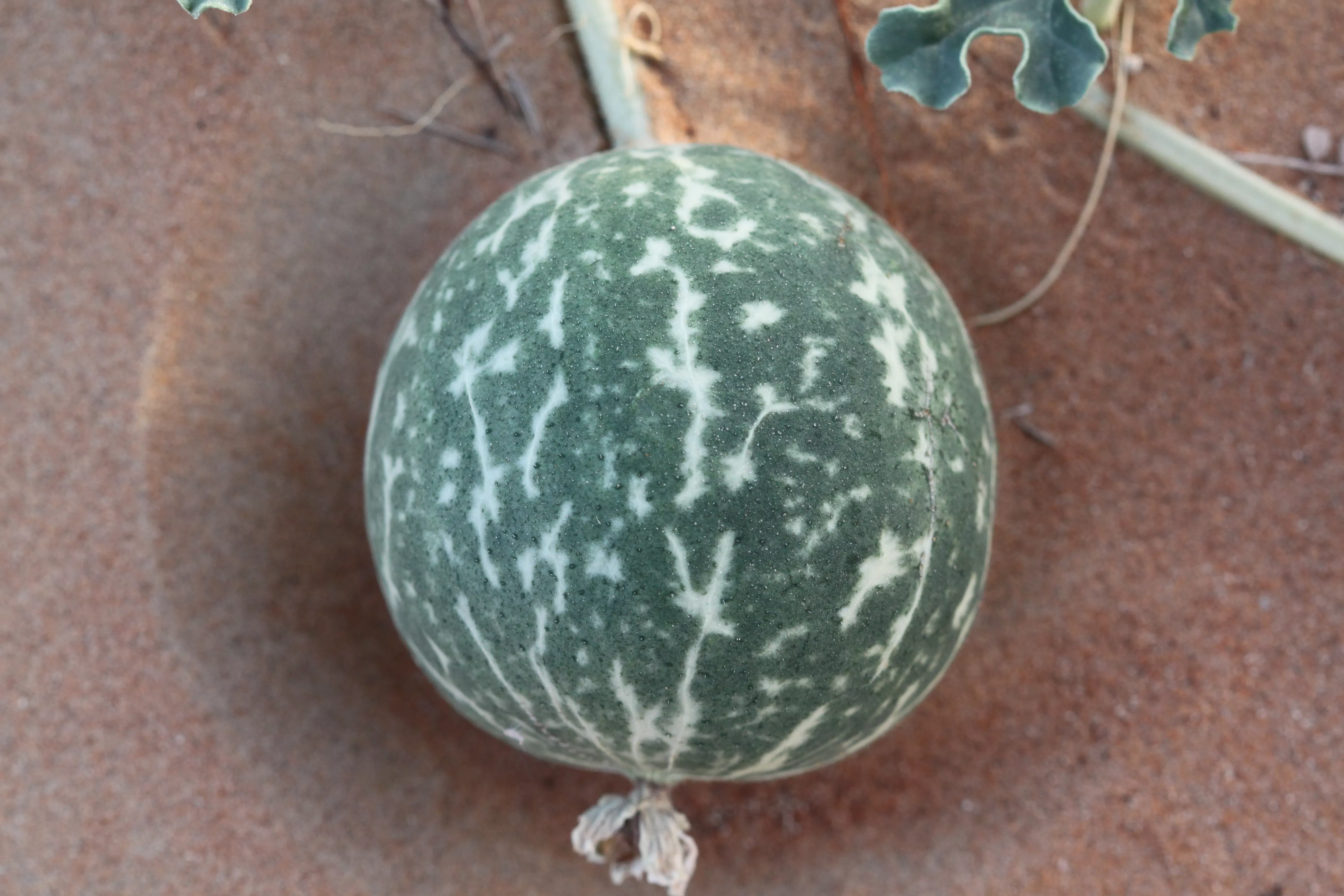 Studies confirm desert gourd as potential biodiesel crop for marginal lands