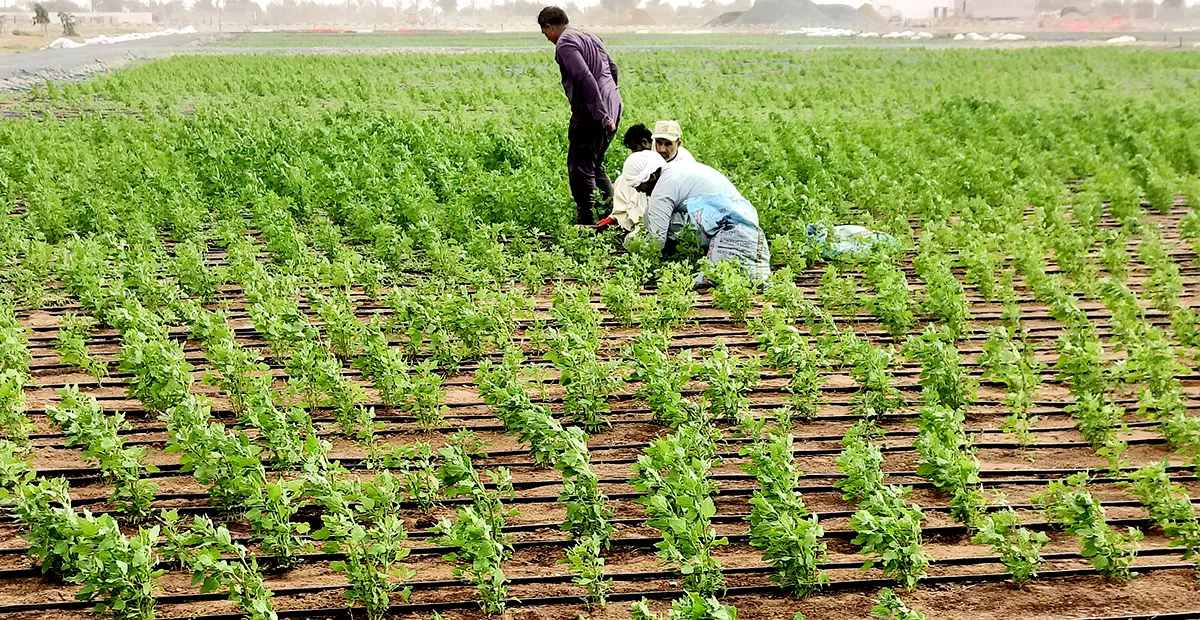 Quinoa Value Chain Development in the UAE