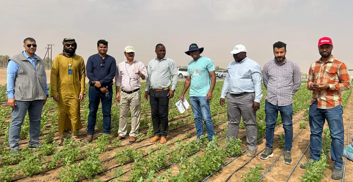 Quinoa Value Chain Development in the UAE